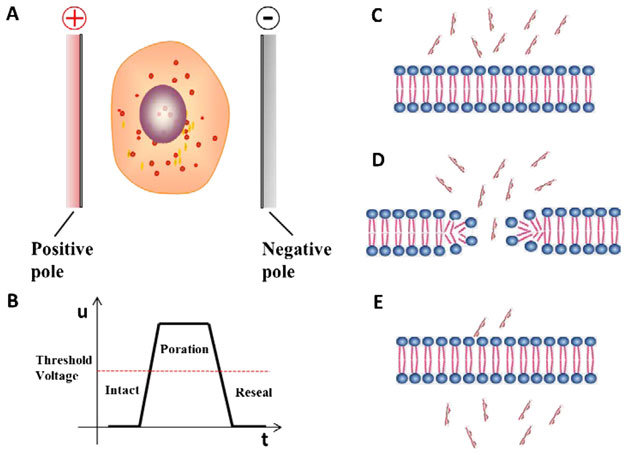 The principle of electroporation