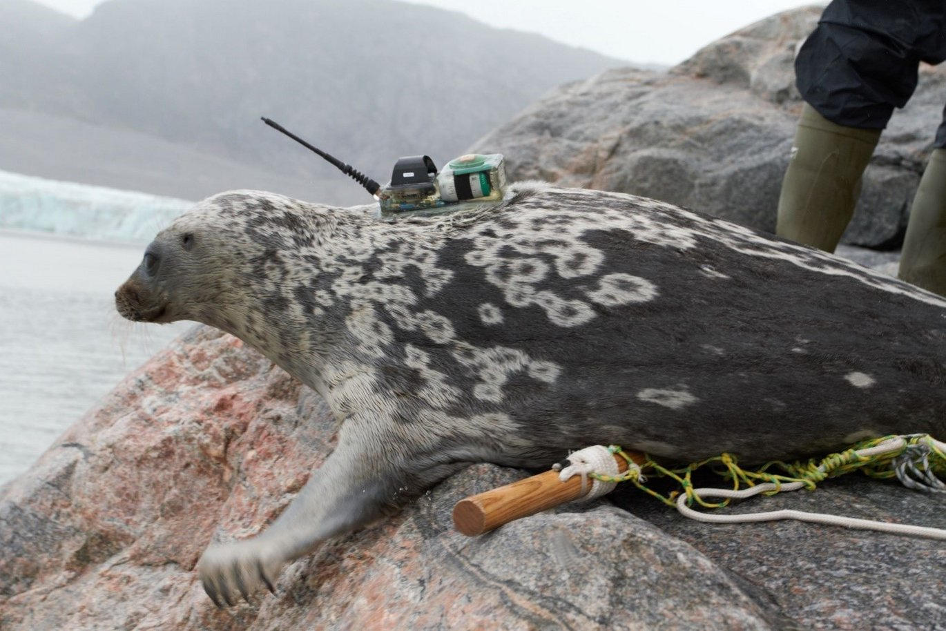 New Species of Seal Discovered in the Arctic by Scientists - SciTechPost